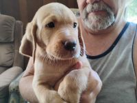 Labrador Retriever Puppies for sale in Westville, FL, USA. price: $895