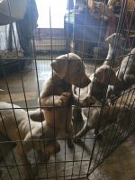 Labrador Retriever Puppies for sale in Reisterstown, MD, USA. price: $750