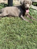 Labrador Retriever Puppies for sale in Lee, NH, USA. price: $700