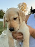 English lab puppies