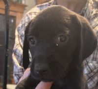 Labrador Retriever Puppies for sale in Rigby, ID 83442, USA. price: $1,200