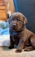 Labrador Retriever Puppies for sale in Fowlerville, MI 48836, USA. price: $1,300