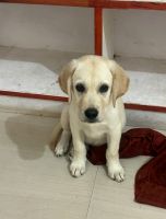 Labrador Top Quality Heavy Build Male All Vaccination,Deworming Done