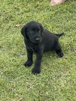 Oreo - black female lab