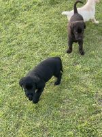 Oreo - black female lab