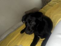 Black Labrador puppy ( female )