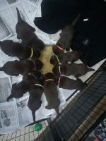 Labrador Retriever Puppies for sale in Shawboro, NC 27973, USA. price: $500