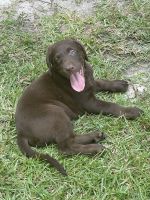 Chocolate Lab - Reese’s