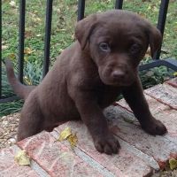 Labrador Retriever Puppies for sale in Murfreesboro, TN, USA. price: $850