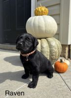 Labrador Retriever Puppies for sale in Fredericksburg, OH 44627, USA. price: $1,500