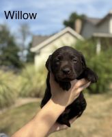 Labrador Retriever Puppies for sale in Fredericksburg, OH 44627, USA. price: $1,500