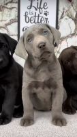 Labrador Retriever Puppies for sale in Bull Valley, IL 60098, USA. price: $1,000