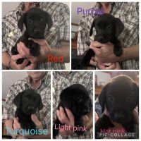 Black Lab Puppies