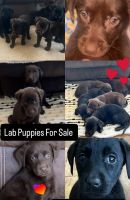 Labrador Retriever Puppies for sale in Athens, OH 45701, USA. price: $450