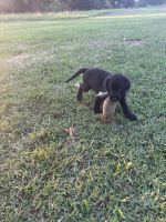 Labrador Retriever Puppies for sale in Elkmont, AL 35620, USA. price: $600