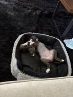 Labrador Retriever Puppies for sale in Memphis, TN 38128, USA. price: NA