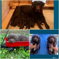 Labrador Retriever Puppies for sale in Salisbury, NC 28147, USA. price: $1,400
