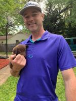 Labrador Retriever Puppies for sale in Rock Hill, SC 29732, USA. price: $1,000