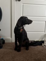 Chocolate German shorthair pointer lab mix for sale