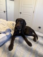 Labrador Retriever Puppies for sale in Bozeman, MT, USA. price: $800
