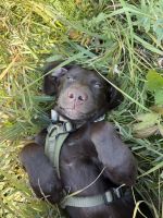Chocolate German shorthair pointer lab mix for sale