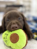 Labrador Retriever Puppies for sale in Miramar, FL, USA. price: $1,000