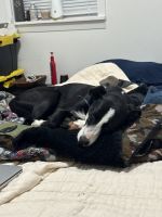 Labrador Retriever Puppies for sale in Albemarle, NC, USA. price: $50