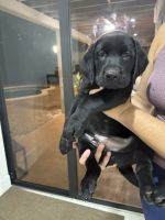 Labrador Retriever Puppies for sale in Miramar, FL, USA. price: $650