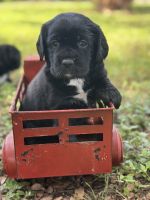 Labrador Retriever Puppies for sale in Waco, TX, USA. price: $1,200