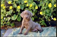 Labrador Retriever Puppies for sale in Kinzers, PA 17535, USA. price: $800