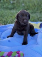 Labrador Retriever Puppies for sale in Rockledge, FL 32955, USA. price: $3,000