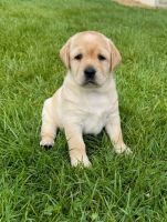 A réserver chiots labrador retriever