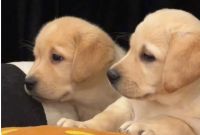 Labrador RetrieverChiotsà vendre dans 61200 Fleuré, France. Prix: 900 EUR