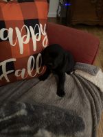 Labrador Retriever Puppies for sale in Greensboro, NC, USA. price: $750