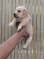 Labrador Retriever Puppies for sale in Patti, Punjab 143416, India. price: 7,000 INR