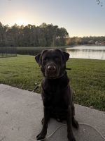 Labrador Retriever Puppies for sale in St. Augustine, FL, USA. price: NA