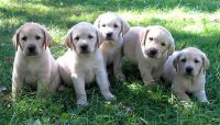 Labrador Retriever Puppies for sale in Birmingham, AL, USA. price: NA