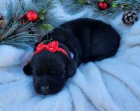Labrador Retriever Puppies for sale in Hartsville, SC 29550, USA. price: $600