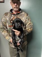 Labrador Retriever Puppies for sale in Redding, CA, USA. price: $1,000