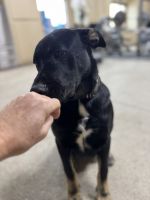 Labrador Retriever Puppies for sale in New Washoe City, NV 89704, USA. price: NA