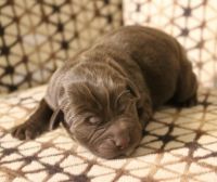 Labrador Retriever Puppies for sale in Capon Bridge, WV 26711, USA. price: $2,500