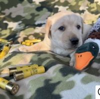 Labrador Retriever Puppies for sale in 231 Jefferson Blvd, Dallas, TX 75208, USA. price: $1,000