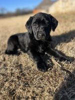 Labrador Retriever Puppies for sale in Norman, OK, USA. price: $650