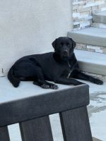 Labrador Retriever Puppies for sale in Murrieta, CA, USA. price: $100