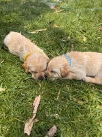 Labrador Retriever Puppies for sale in St Andrews VIC 3761, Australia. price: $2,300