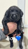 Labrador Retriever Puppies for sale in Manchester, TN 37355, USA. price: $1,000