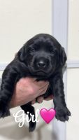 Labrador Retriever Puppies for sale in Manchester, TN 37355, USA. price: $1,000