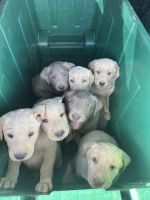 Labrador Retriever Puppies for sale in Johnson County, KY, USA. price: $400