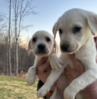 Labrador Retriever Puppies for sale in Speedwell, TN 37870, USA. price: $500