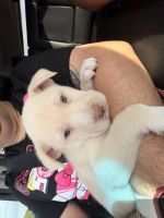 Labrador Retriever Puppies for sale in Cypress, Houston, TX, USA. price: NA